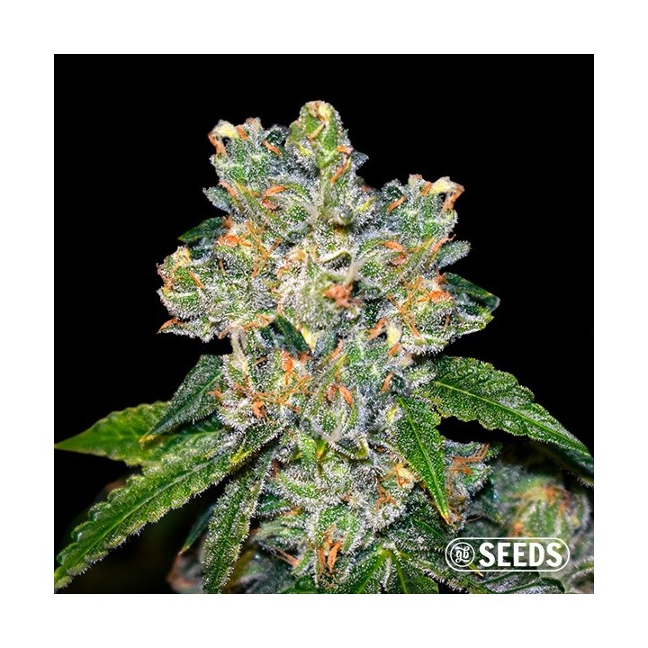 Amnesia CBD