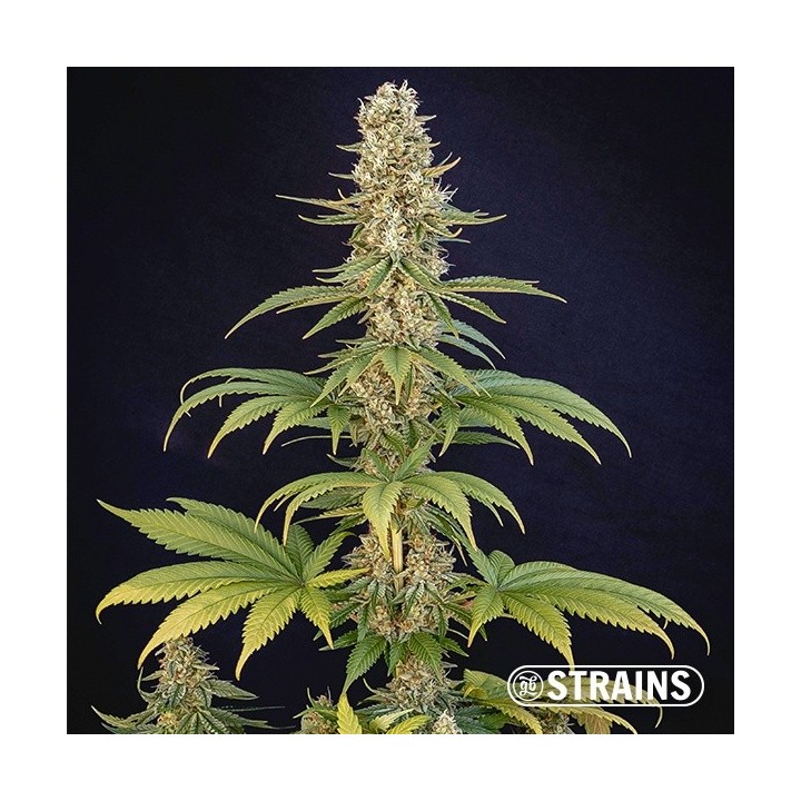 Bazookiez Edición Limitada