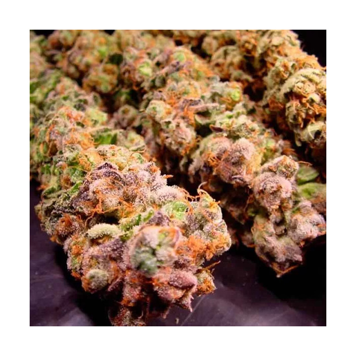 Durga Mata Feminizada Paradise Seeds
