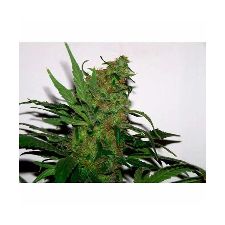 Durga Mata Feminizada Paradise Seeds