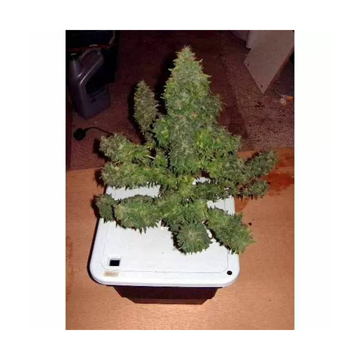 Durga Mata Feminizada Paradise Seeds