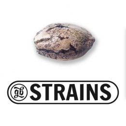 PROMO Regalo 1 semilla GB Strains