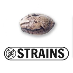 PROMO Regalo 1 semilla GB Strains