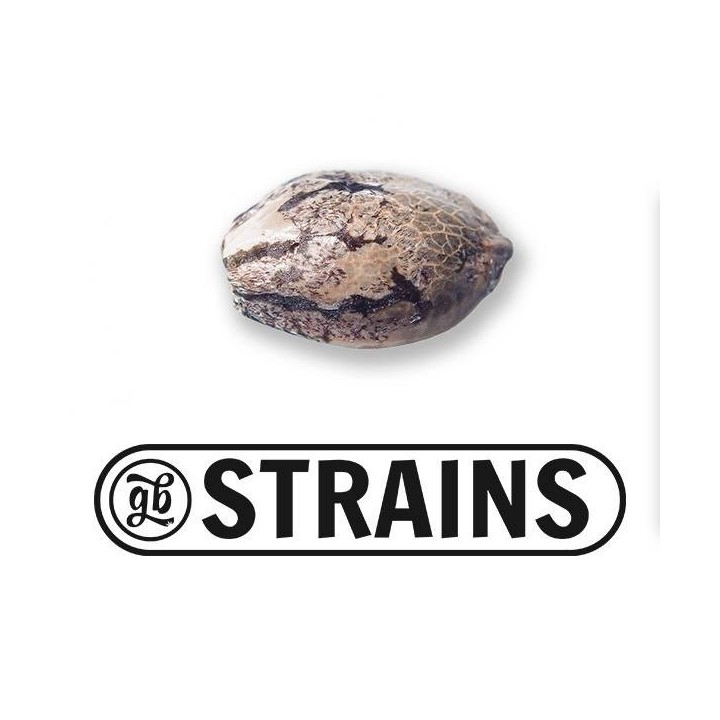 PROMO Regalo 1 semilla GB Strains