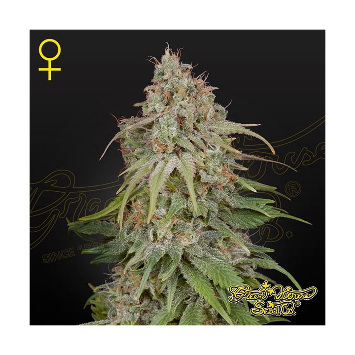 GH Amnesia