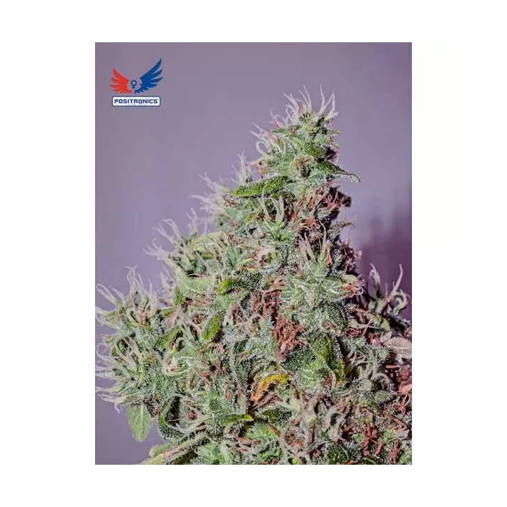 Amnesia Mistery Feminizada Positronics Seeds
