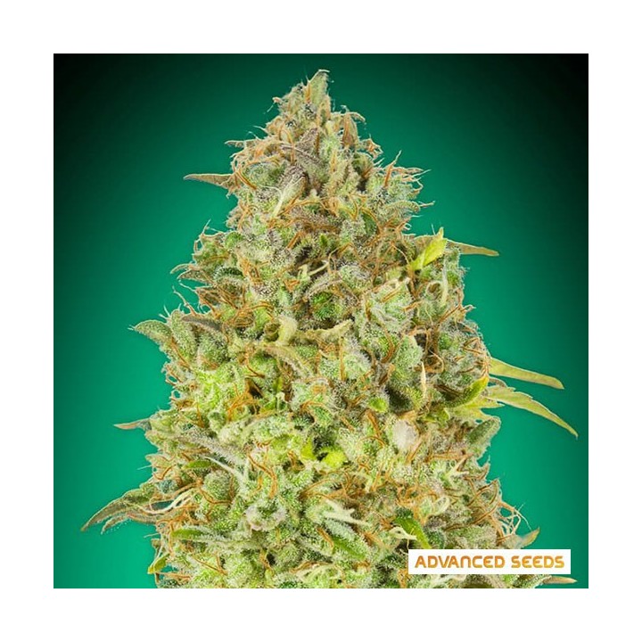 Skunk 47