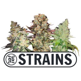 PROMO Regalo 2 semillas GB Strains