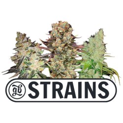 PROMO Regalo 2 semillas GB Strains