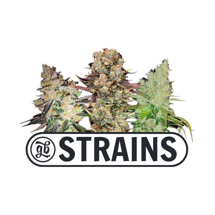 PROMO Regalo 2 semillas GB Strains