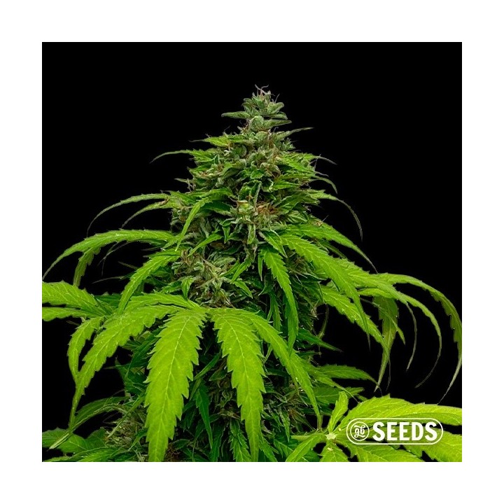 Auto White CBG