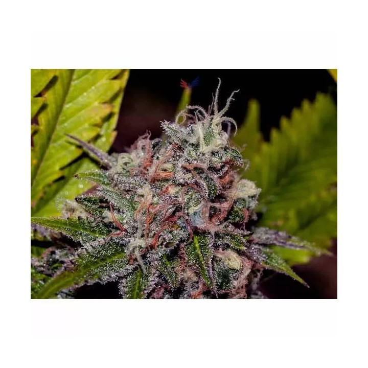 Caramelice Feminizada Positronics Seeds