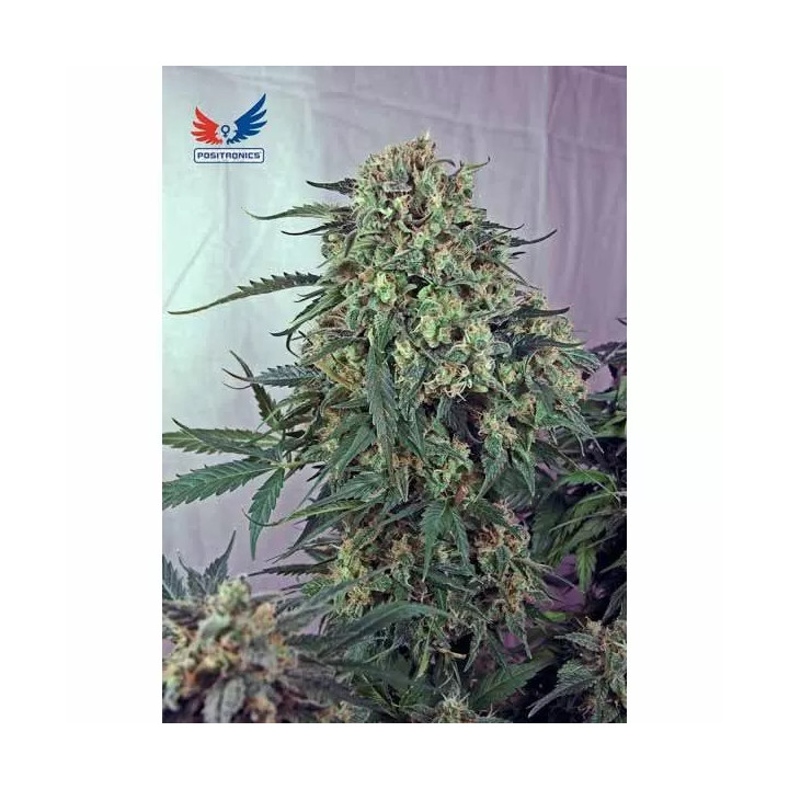 Caramelice Feminizada Positronics Seeds