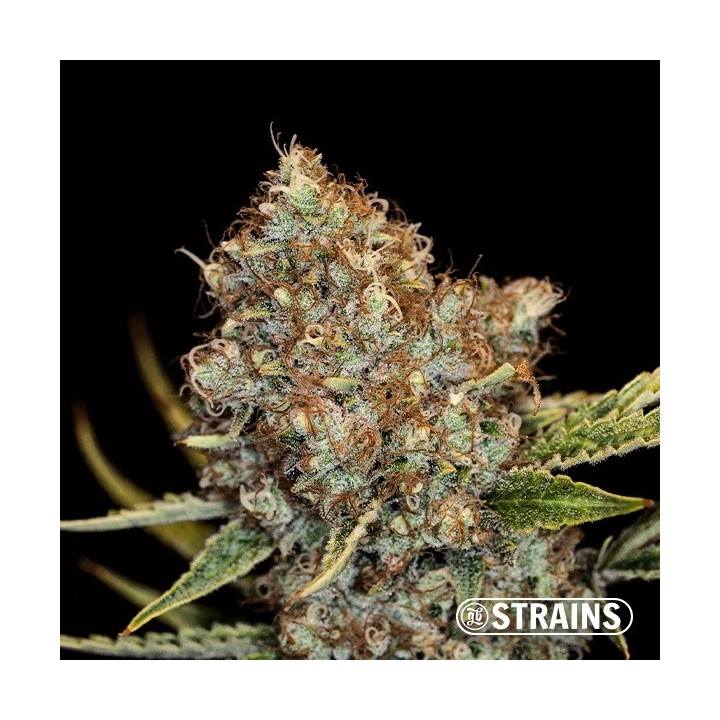 Auto Mimosa Cocktail XXL