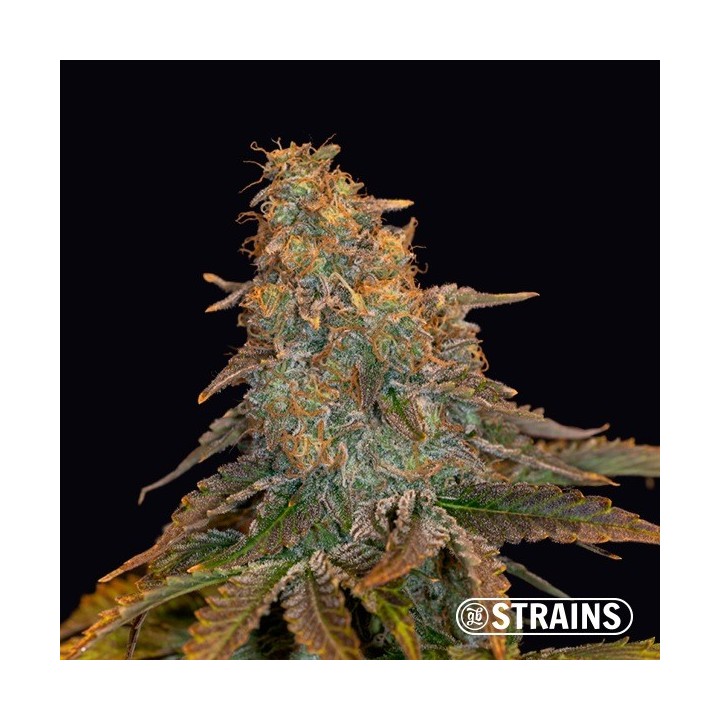 Auto Grand Daddy Purple XXL