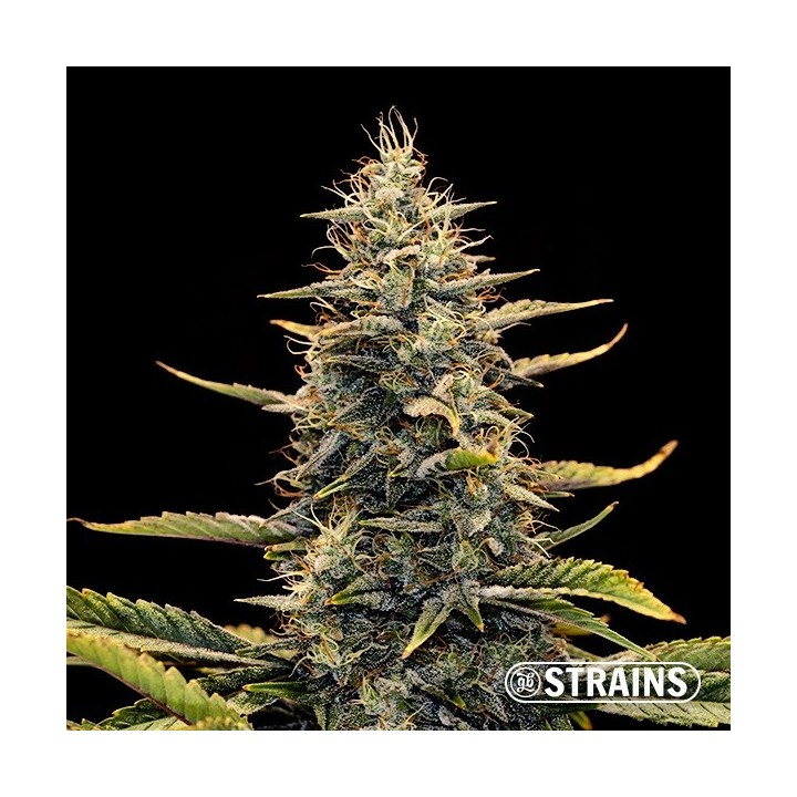 Auto Strawberry Banana XXL