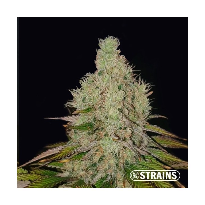 Auto Tropicanna Cookies XXL