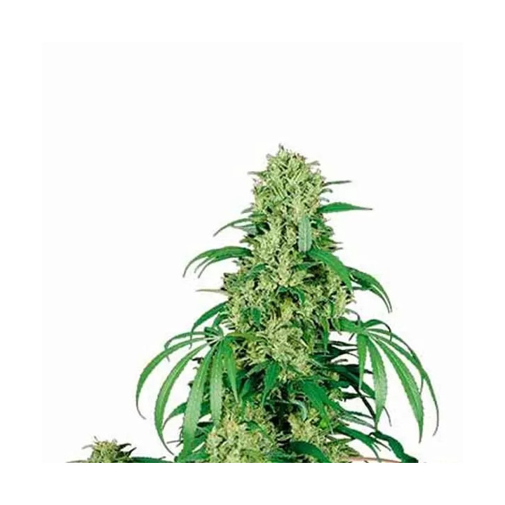  Calamity Jane 【Buddha Seeds Autofloreciente】