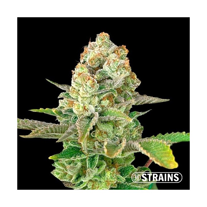 Auto Apple Fritter XXL