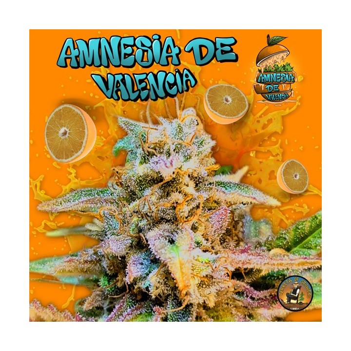 Amnesia de Valencia