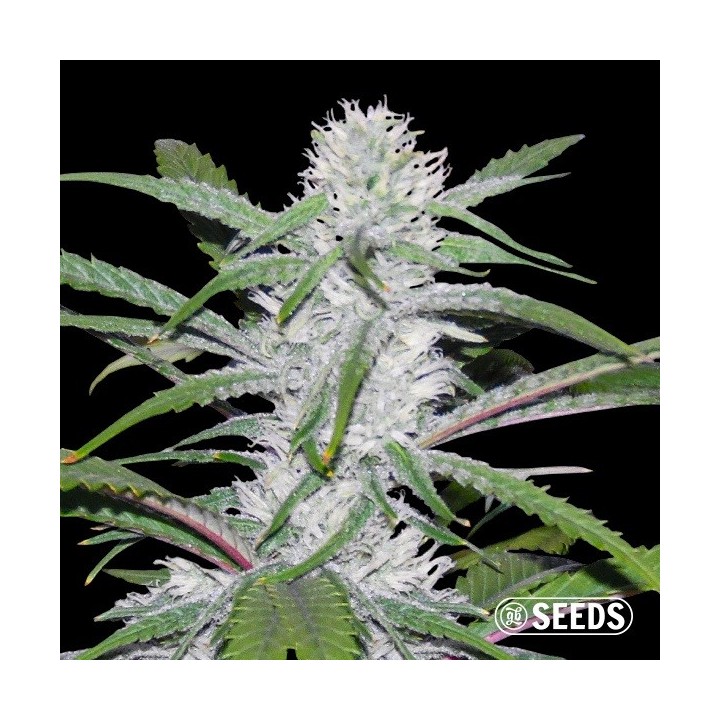 Moby Dick Fast