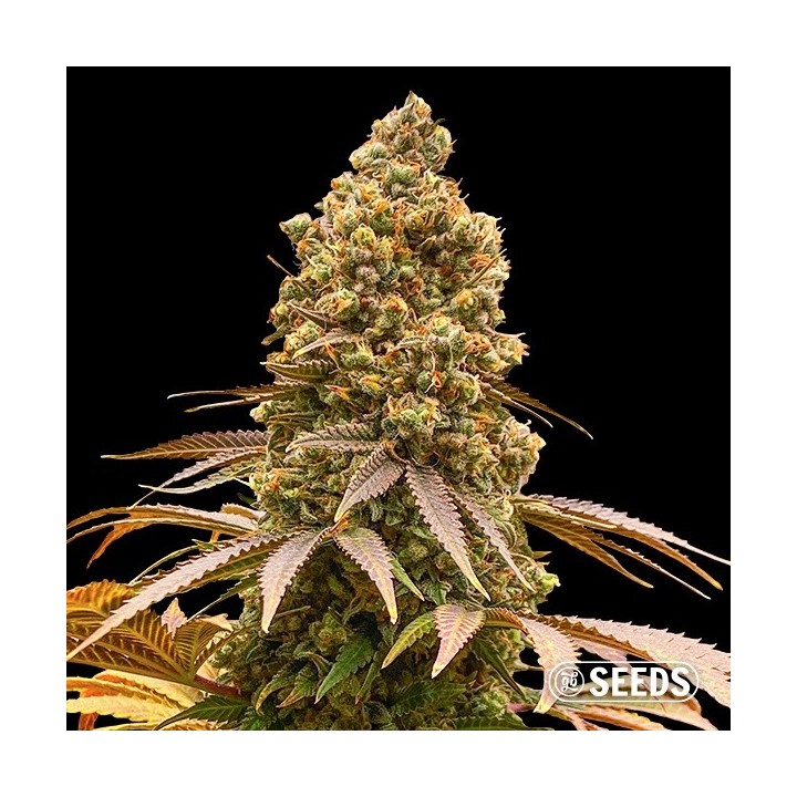 Auto Critical XXL CBD