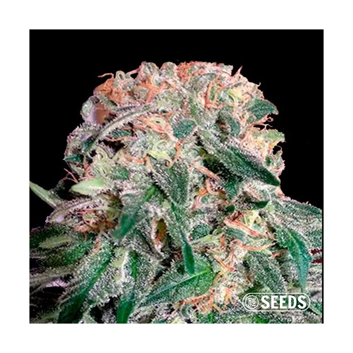 Auto Banana XL CBD