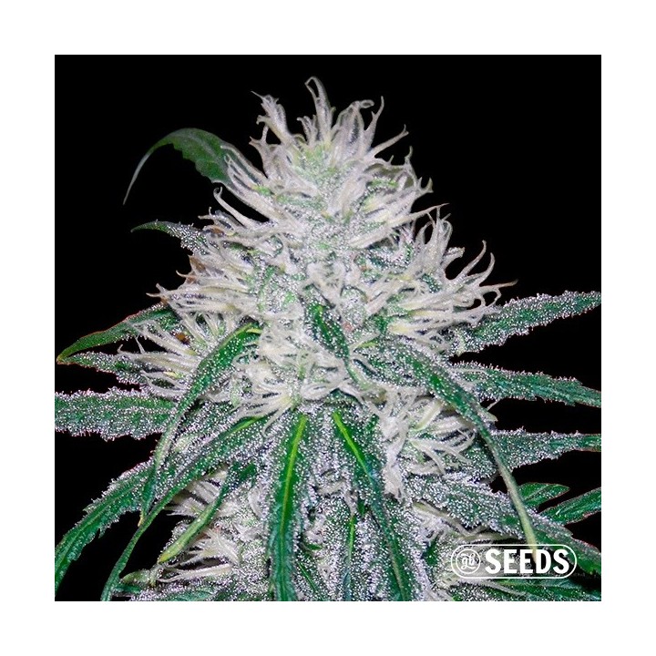 Wedding Cake Fast