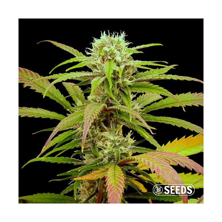 Critical Fast CBG