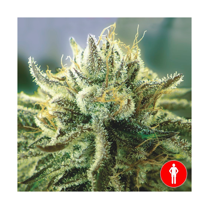 Canadian Kush 2.0