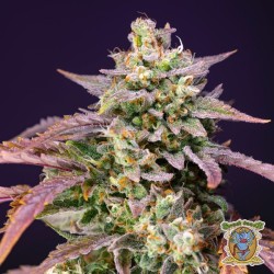 Purple Punch OG XL Auto