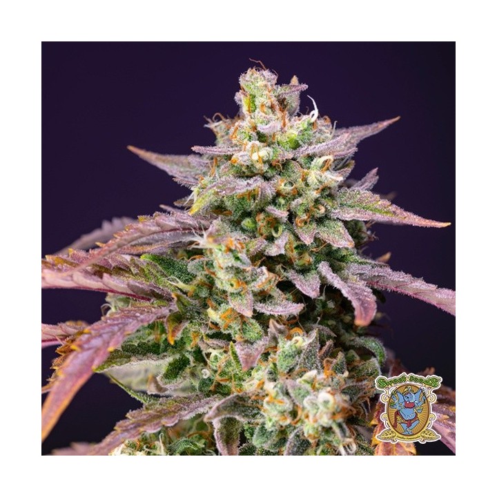 Purple Punch OG XL Auto