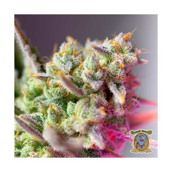 Sweet Mimosa XL Auto