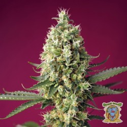 Skywalker OG Runtz XL Auto