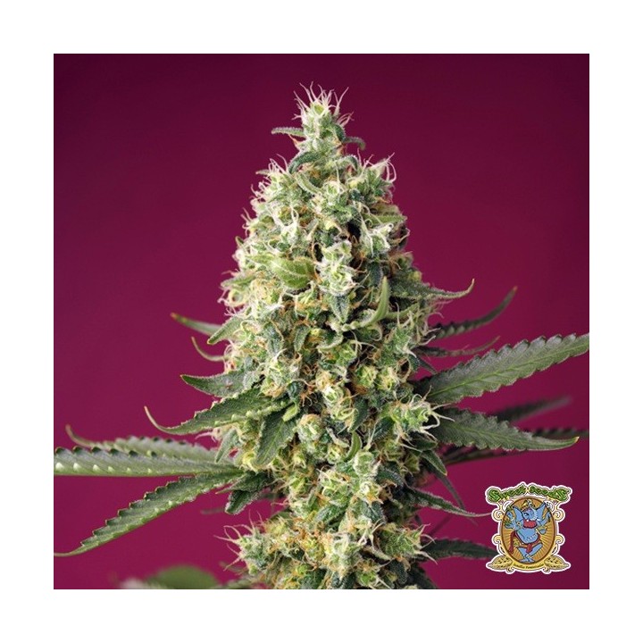 Skywalker OG Runtz XL Auto