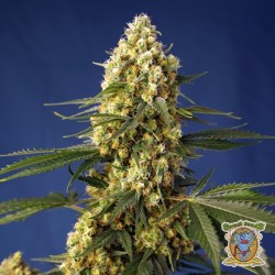 Strawberry Banana Gelato XL Auto
