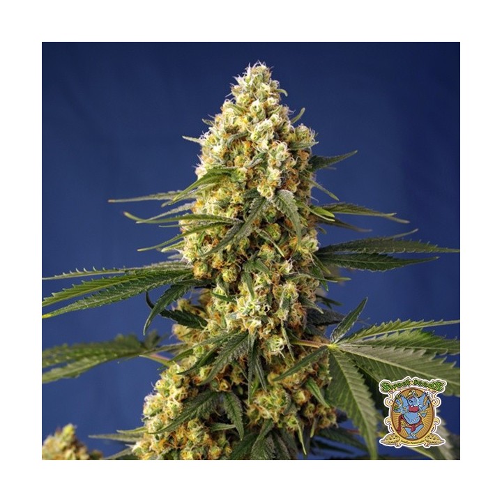 Strawberry Banana Gelato XL Auto