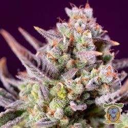 Sweet Zenzation XL Auto