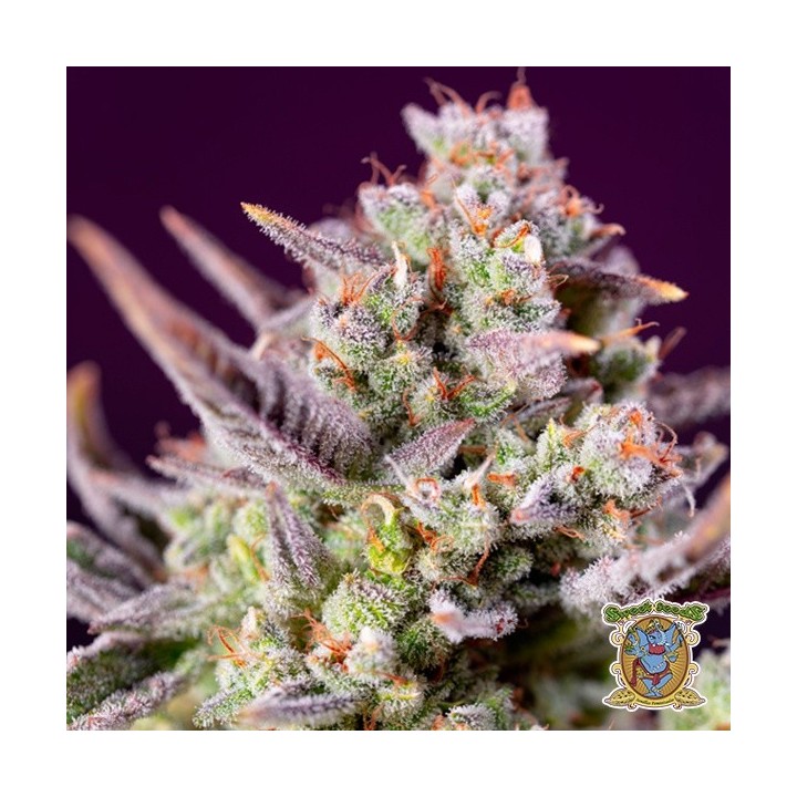 Sweet Zenzation XL Auto