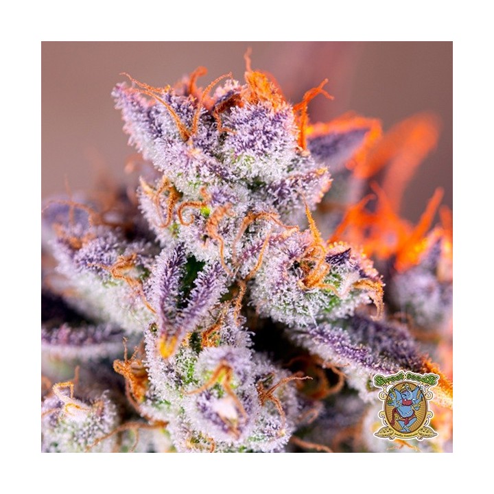 Tropicanna Poison XL Auto