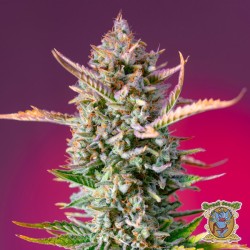 Gorilla Sherbet F1 Fast Version®