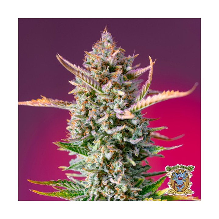 Gorilla Sherbet F1 Fast Version®