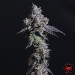 Lady Kush