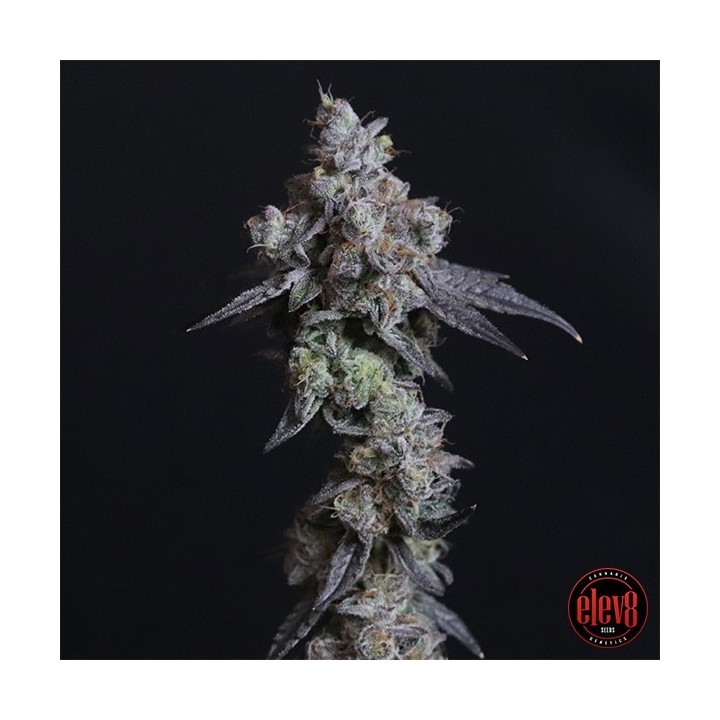 Lady Kush