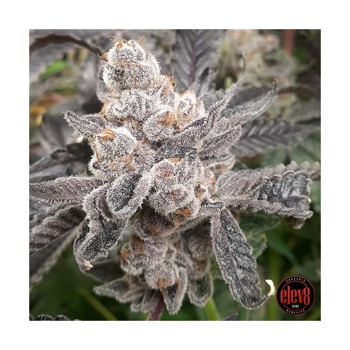 Bakers Fruit