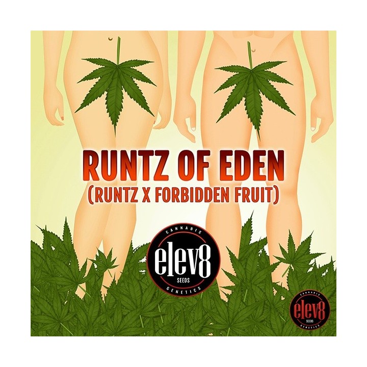 Runtz of Eden