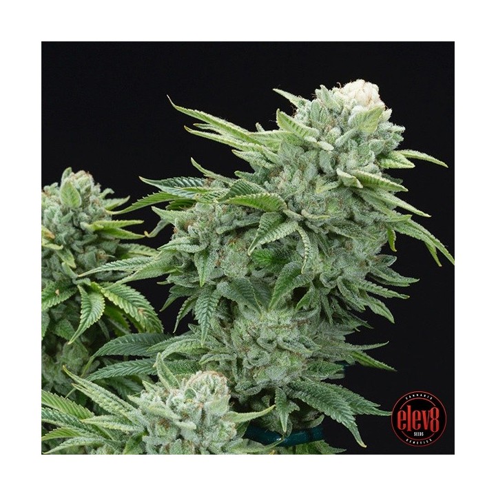 Gorilla Glue 4 S1