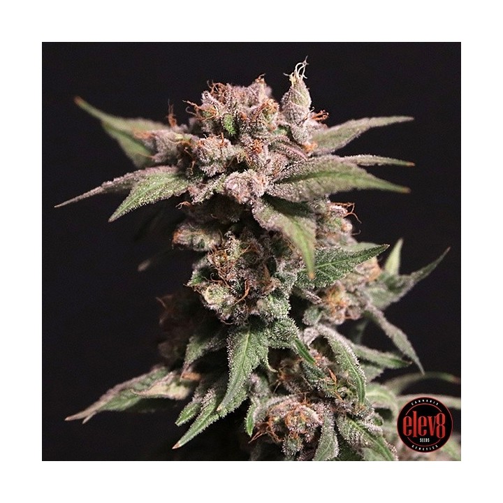 Strawberry Sugar