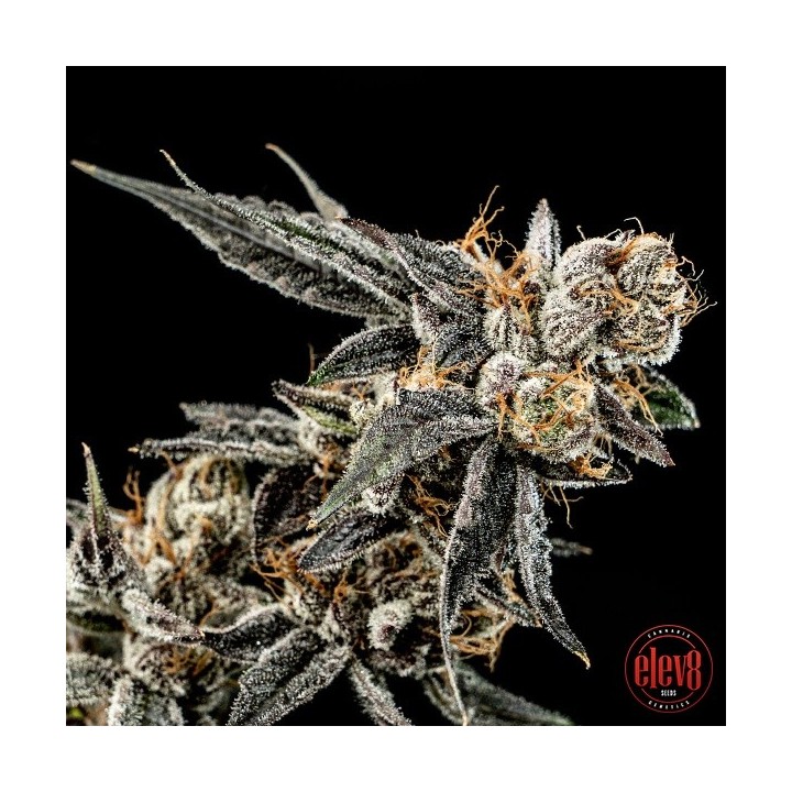 Gelato Punch