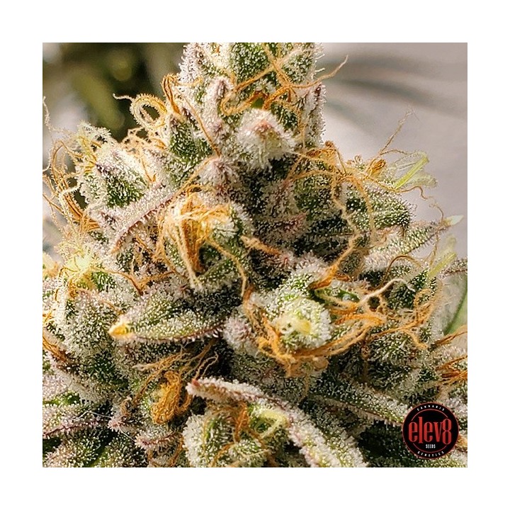Frosty Melons
